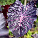 Колоказия PURPLE STAR