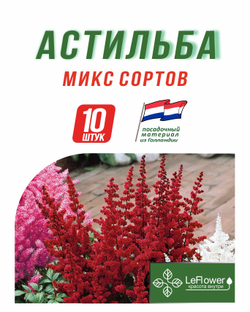 Корневище, Астильба микс сортов, 10 шт