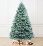 Голубая ель "Лагуна"