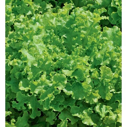 Салат Одесский Кучерявец 0,5г хрустящий