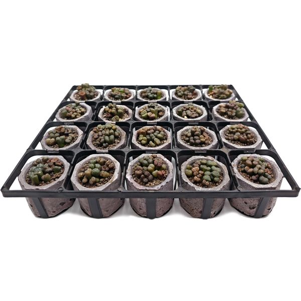 Суккулент Конофитум Пеллюцидум микс