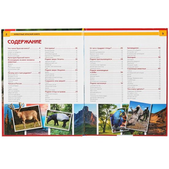 Энциклопедия А4 с развивающими заданиями. Животные красной книги. 48 стр. Умка