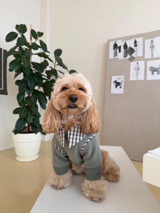 СВИТШОТ САВЬЕ ДЛЯ СОБАК ХАКИ