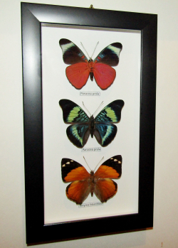 Бабочки Панацеи в рамке