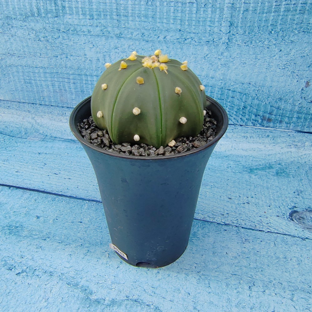 Astrophytum Asterias (Астрофитум)