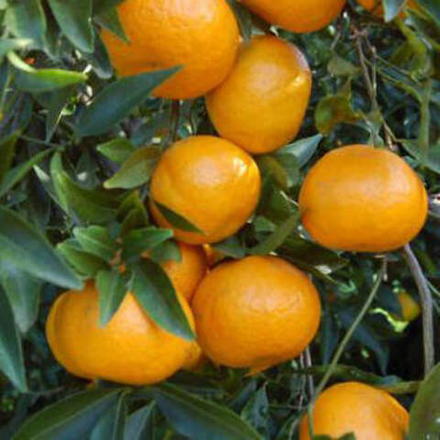 Мандарин "Авано Тардиво ди Чакулли" Citrus delicioca "Avana Tordiva di Ciaculli"