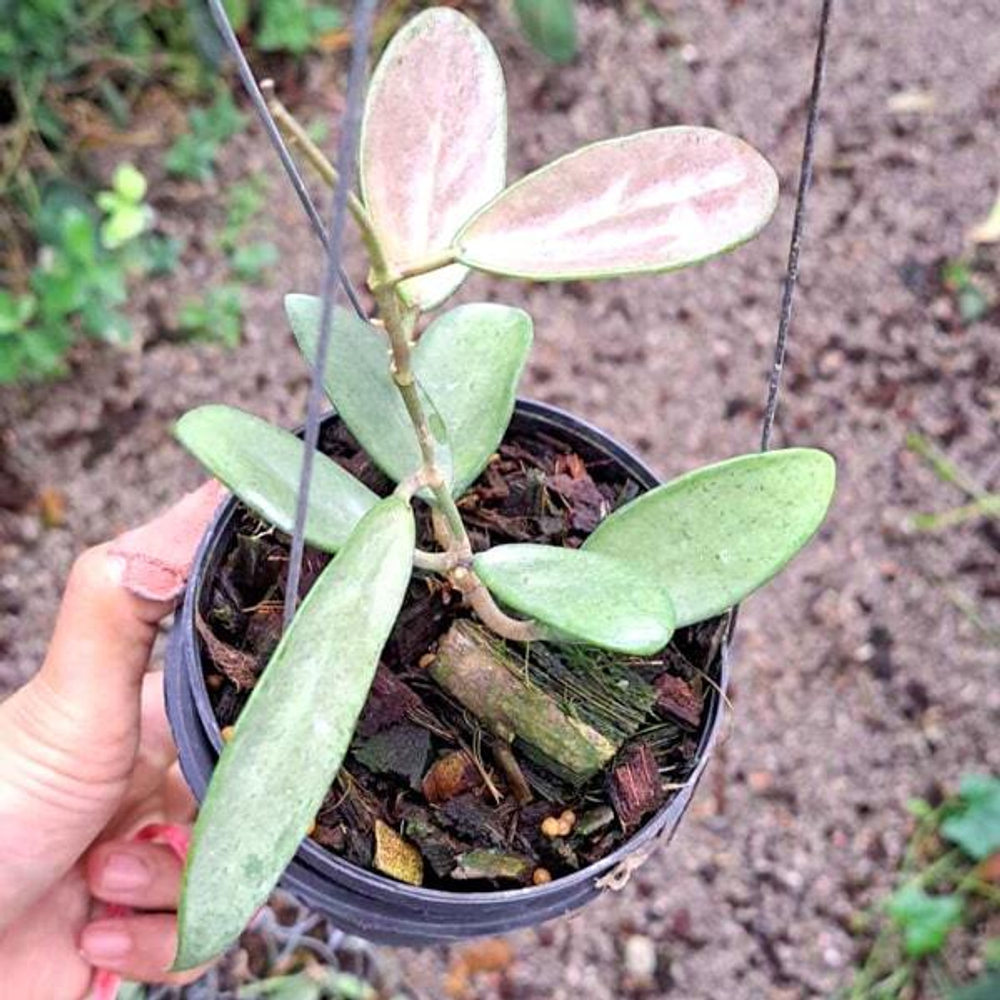 Хойя SILVER LADY