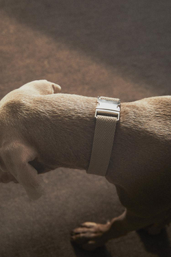 ZARA HOME ОШЕЙНИК ДЛЯ СОБАК, ХАКИ