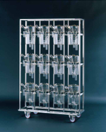 Метаболические клетки