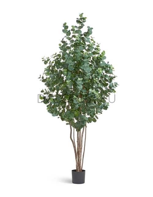 Эвкалипт серебристый многоствольный в-200 см 2/2 10.22006N