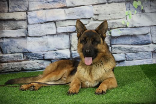 ЭДИСОН Из Поместья Боговик 01.09.2024 д.р. - подробнее...→