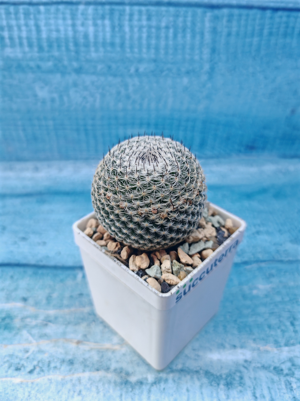 Mammillaria microthele superfina (Маммилярия)