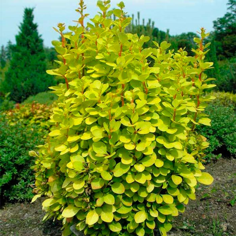 Барбарис Тунберга Мария PBR С4 30-40