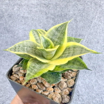 Сансевиерия MOONGLOW