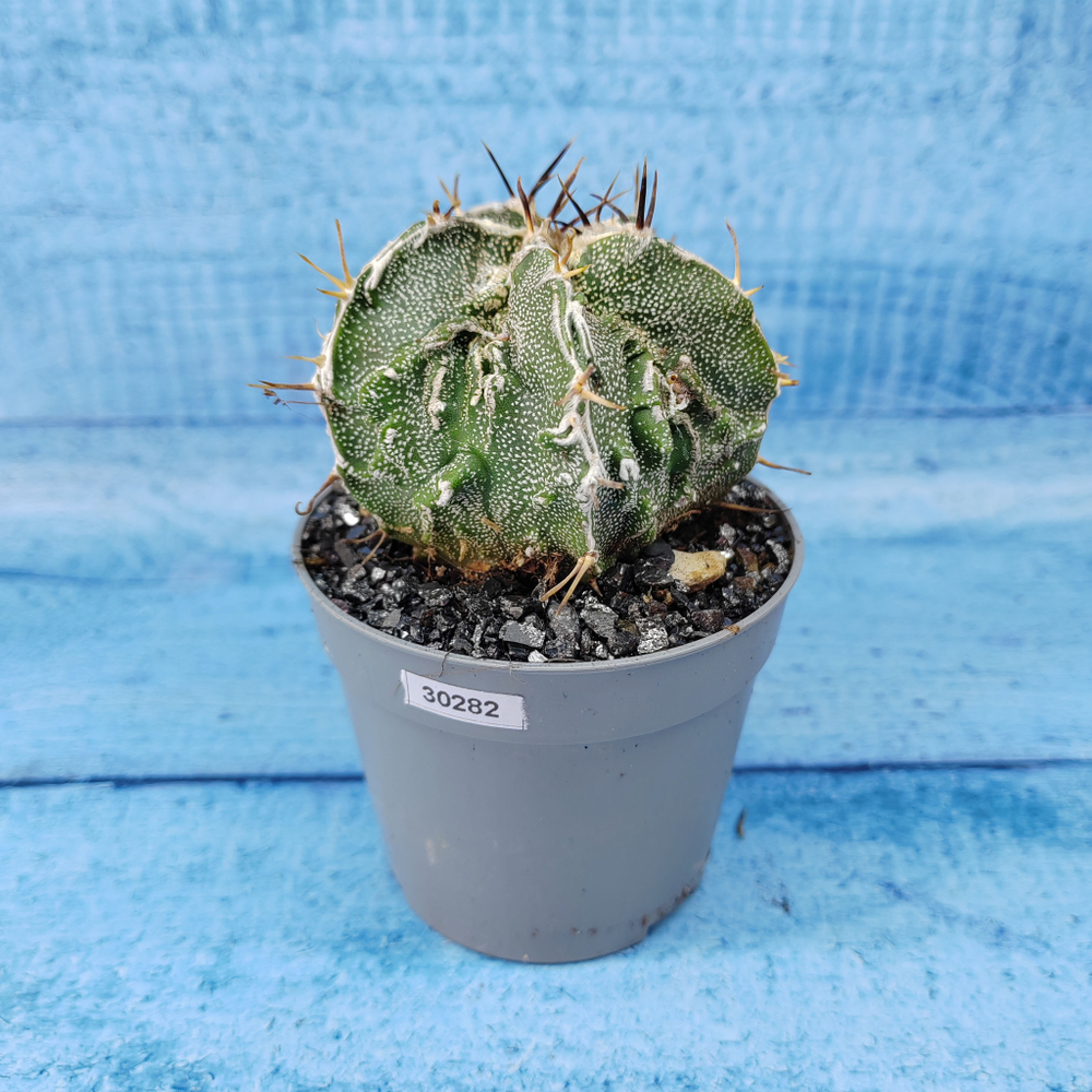 Astrophytum Myriostigma cv. Fukuryu (Астрофитум)