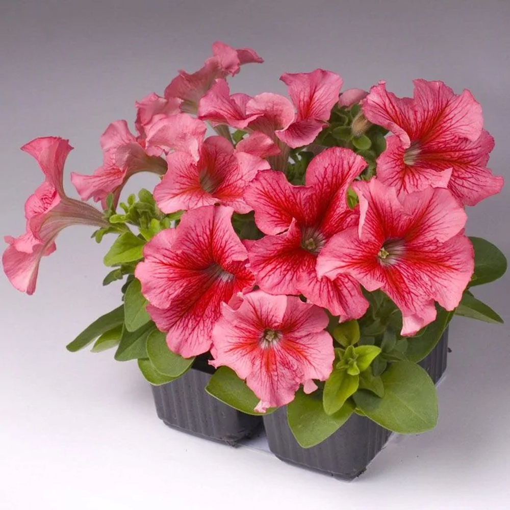 Петуния грандифлора Лимбо Джи Пи Ред Вейнед (1000др) Витагрин Профи