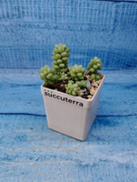 Sedum Burrito (Седум)