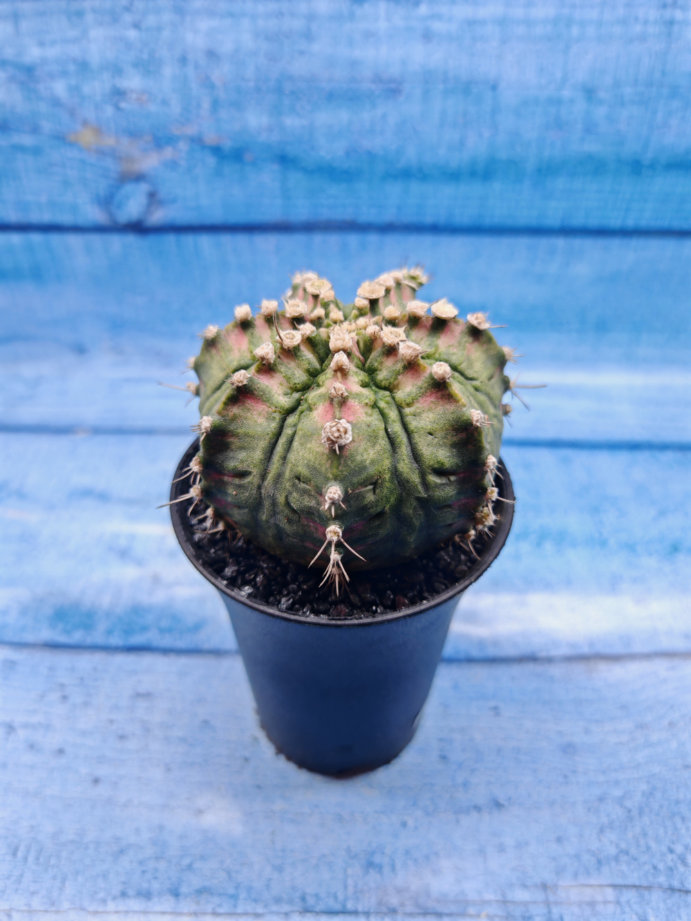 Gymnocalycium T-Rex Pink hybride (Гимнокалициум T-rex)