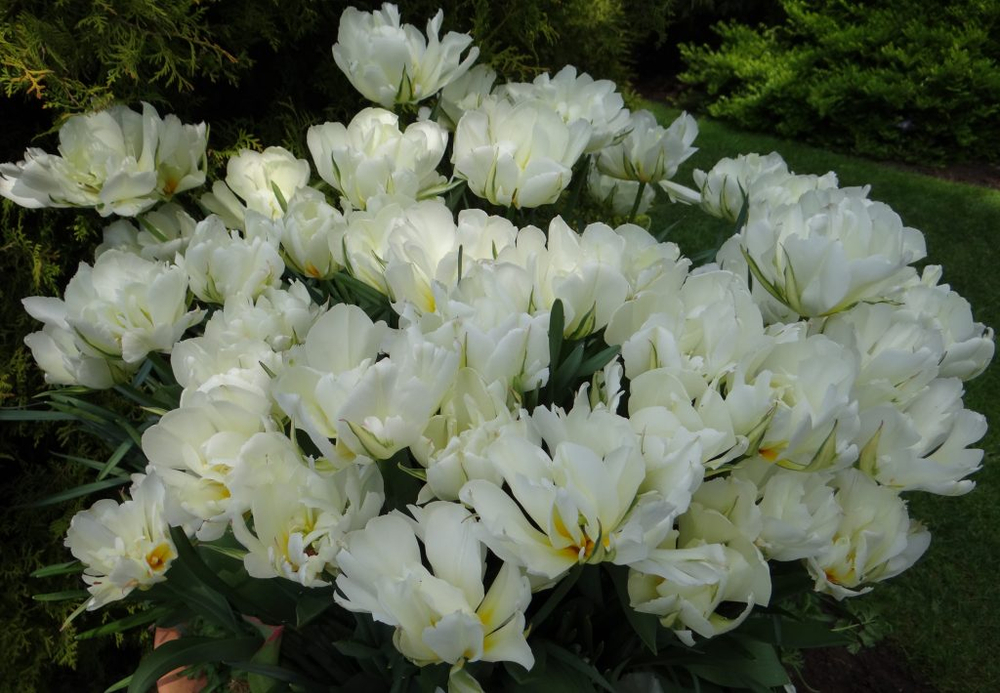 Тюльпан Экзотик Эмперор Закупка М78 сентябрь 2026