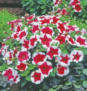 S60216 Петуния кустовая Multiflora Candy Red Picotee 100 шт.