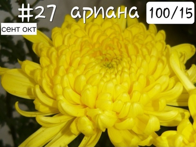 ХРИЗАНТЕМА КРУПНОЦВЕТКОВАЯ ЖЕЛТАЯ 27 АРИАННА