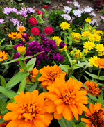 Цинния Профьюжен Lemon