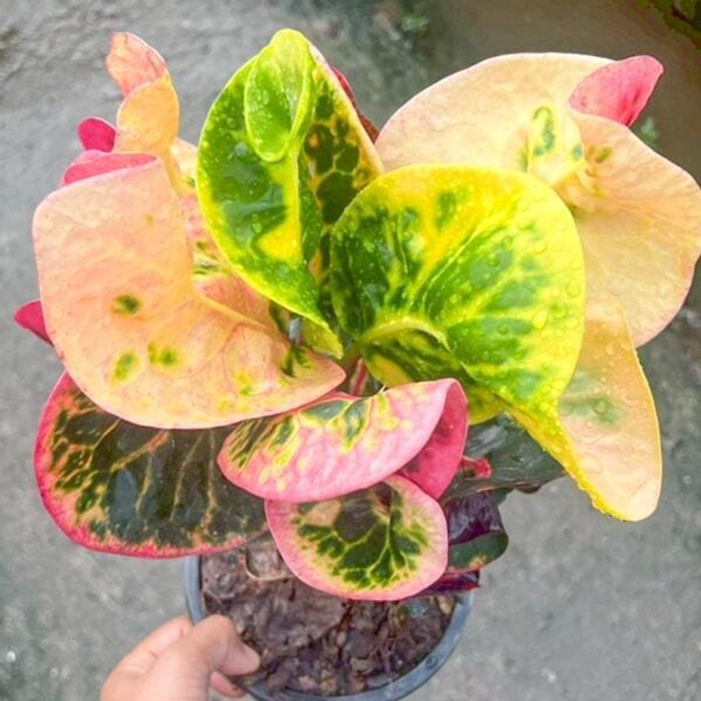 Кротон CHOMPHU PHANTHIP