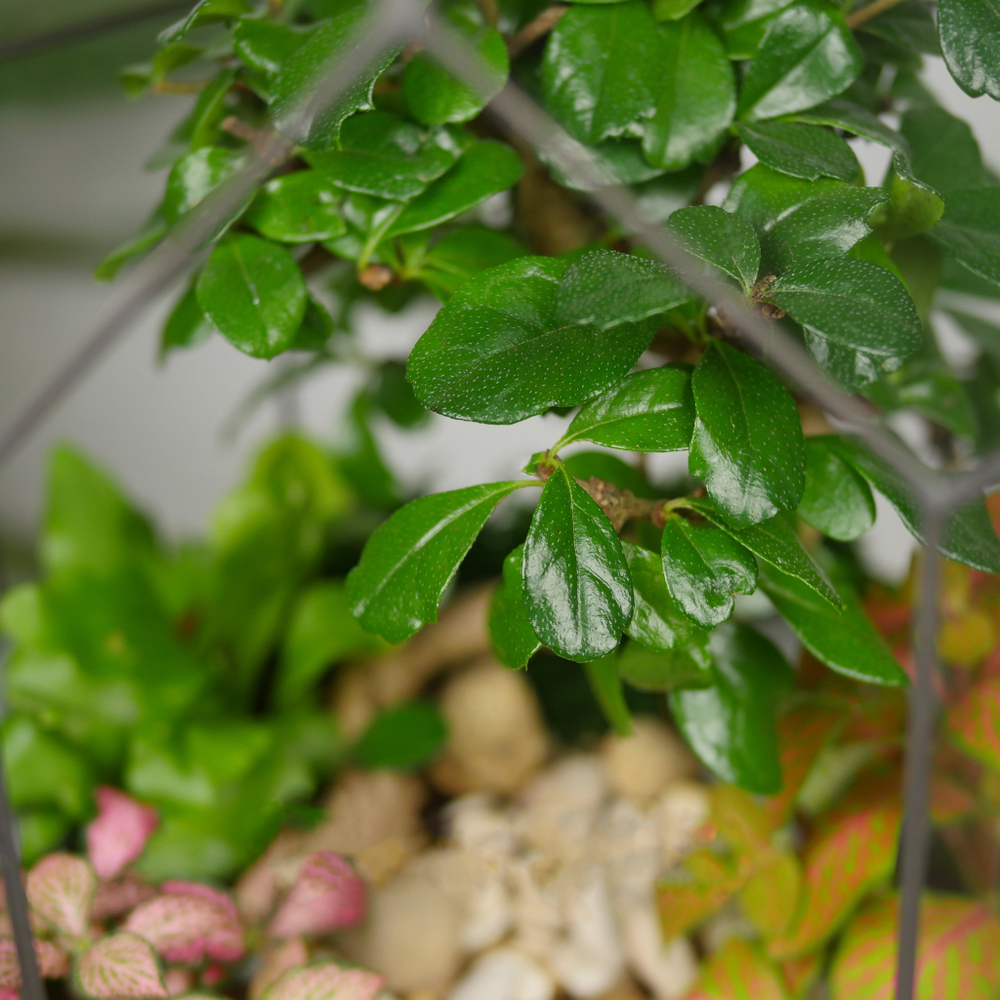 Готовый флорариум бонсай Кармона Бонсариум