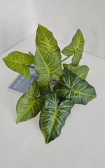 Калатея / Арт 6087