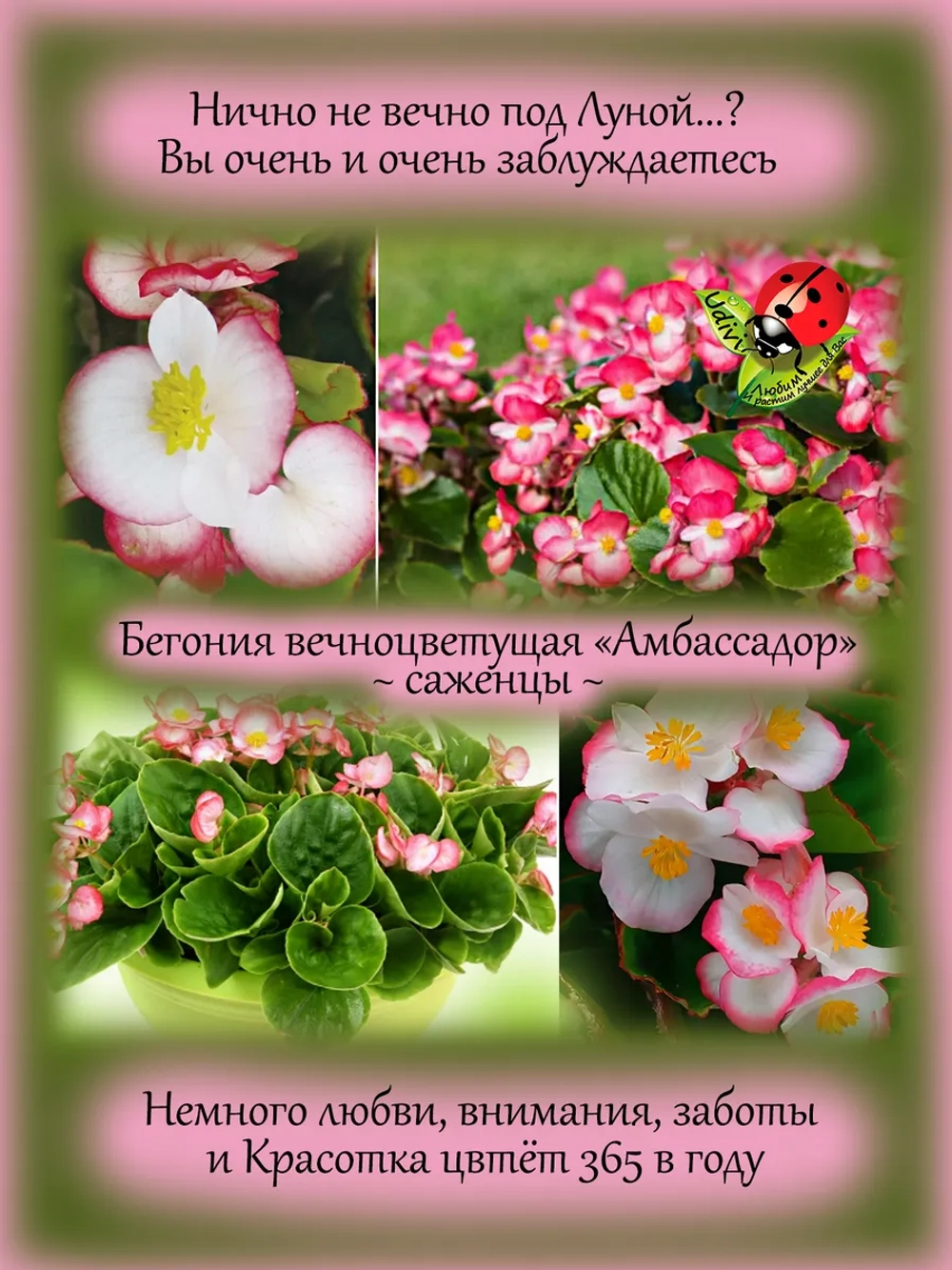 Бегония Амбассадор вечноцветущая биколор