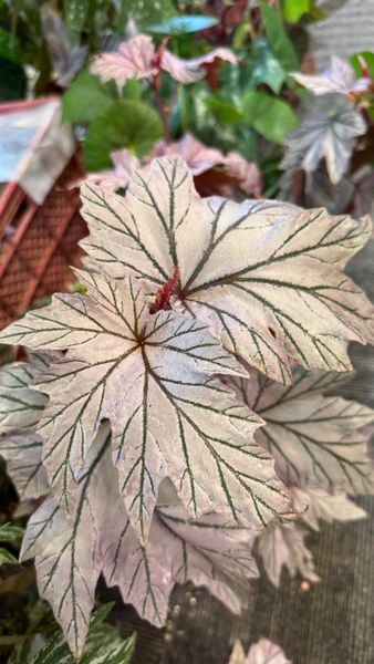 Бегонии на выставке в Бангкоке Бегонии на выставке в Бангкоке