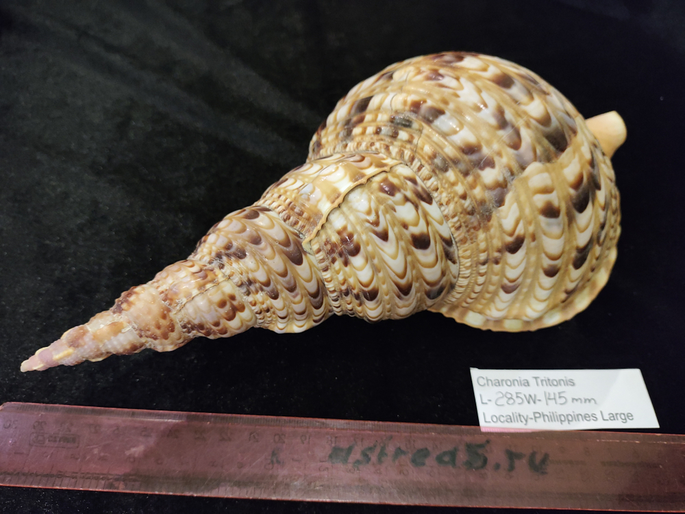 Харония Тритонис 250--390 мм