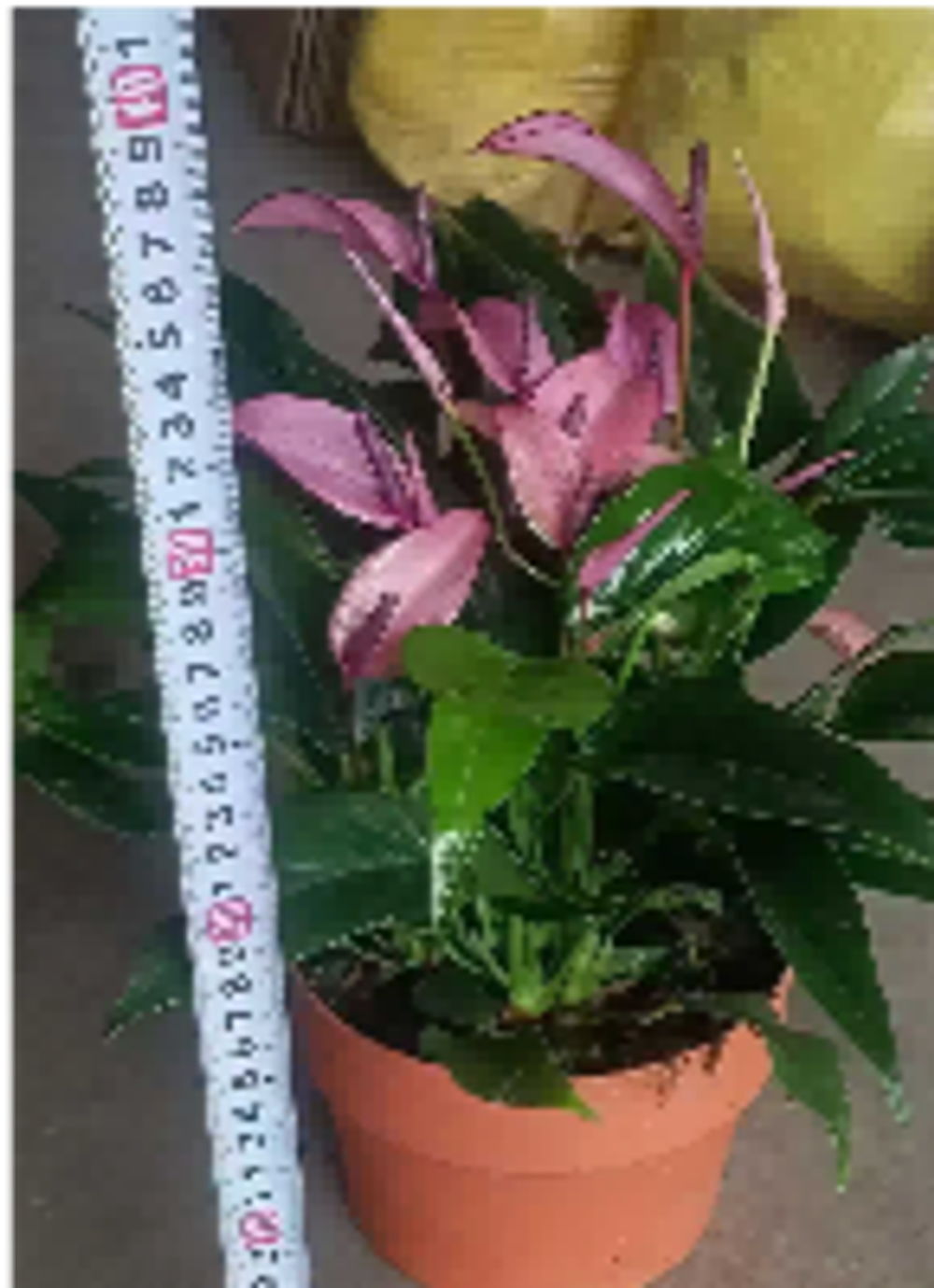 Антуриум pink desktop Beauties д.17