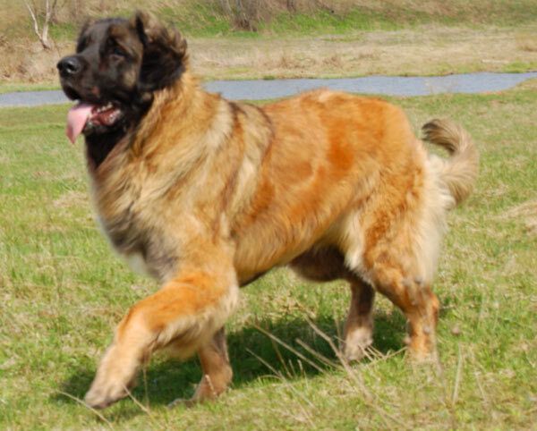 Леонбергер Леонбергер