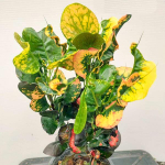 Кротон PHRA NAKHON