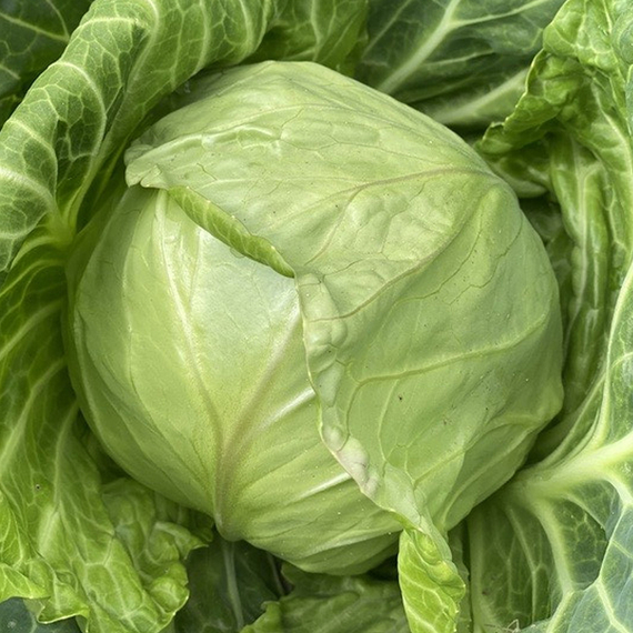 ЛАУДА F1 семена капусты белокочанной (Syngenta | Alexagro) – фото 2