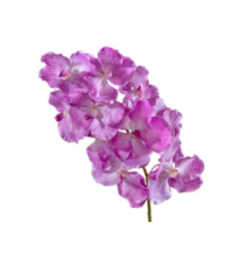Орхидея Ванда с ярко-сиреневыми прожилками, в-75 см