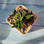 Haworthia Viscosa (Хавортия)