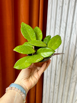 Хойя Карноза, D10см Н15см, 1шт, Urban Jungle