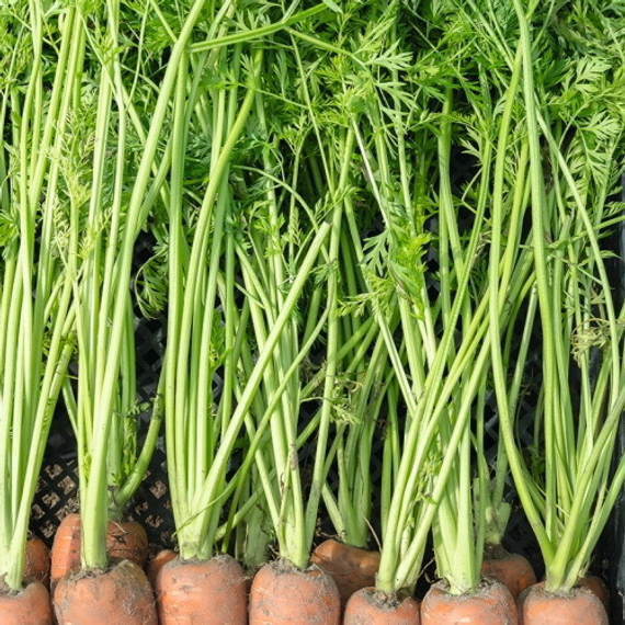 Карсон F1 семена моркови курода/шантане (Bejo / ALEXAGRO) культура – фото 3