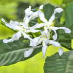 Табернемонтана пахисифон – Tabernaemontana pachysiphon