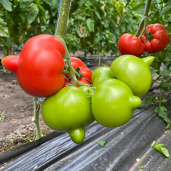 Хаят F1 семена томата индетерминантного (Sakata / Саката)