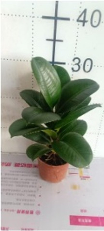 Фикус Green Diamond д.11