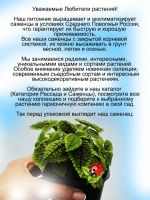 Пилея обёрнутая Лунная долина