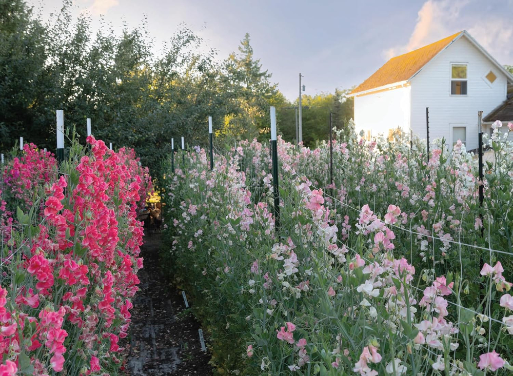 Sweet Pea School: Growing & Arranging the Garden’s Most Romantic Blooms