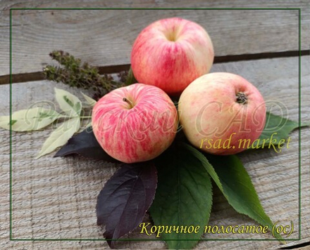 Яблоня Коричное полосатое