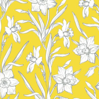 Elegant Daffodil on Yellow Illuminating.