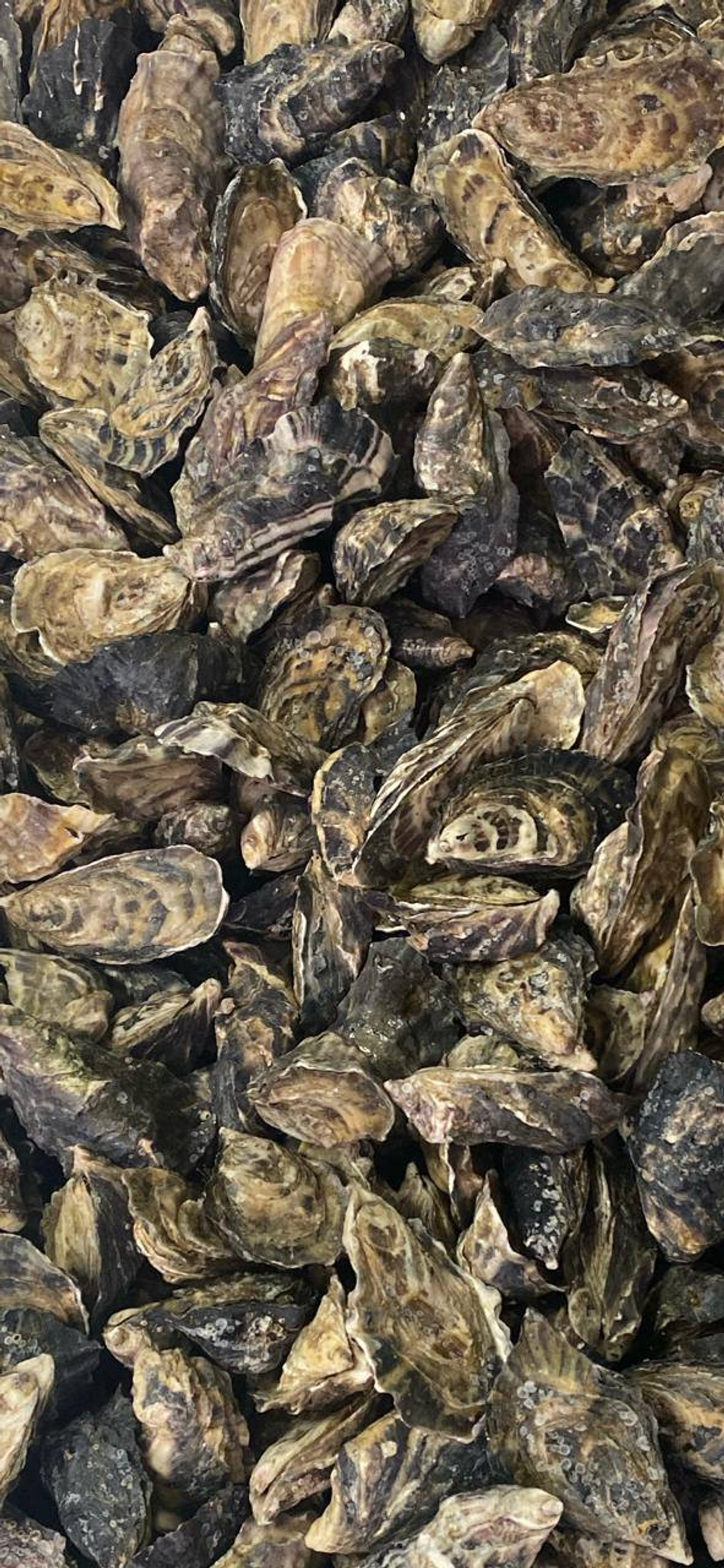 Устрица розовая Джоли