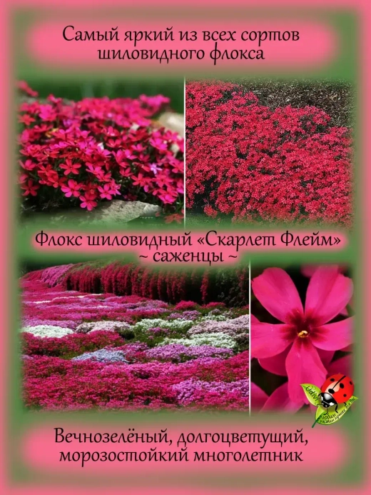 Флокс Скарлет Флейм шиловидный красно малиновый