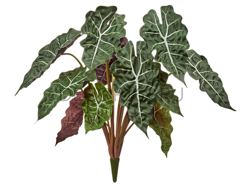 Алоказия куст в-50 см 6/24 20.1008N
